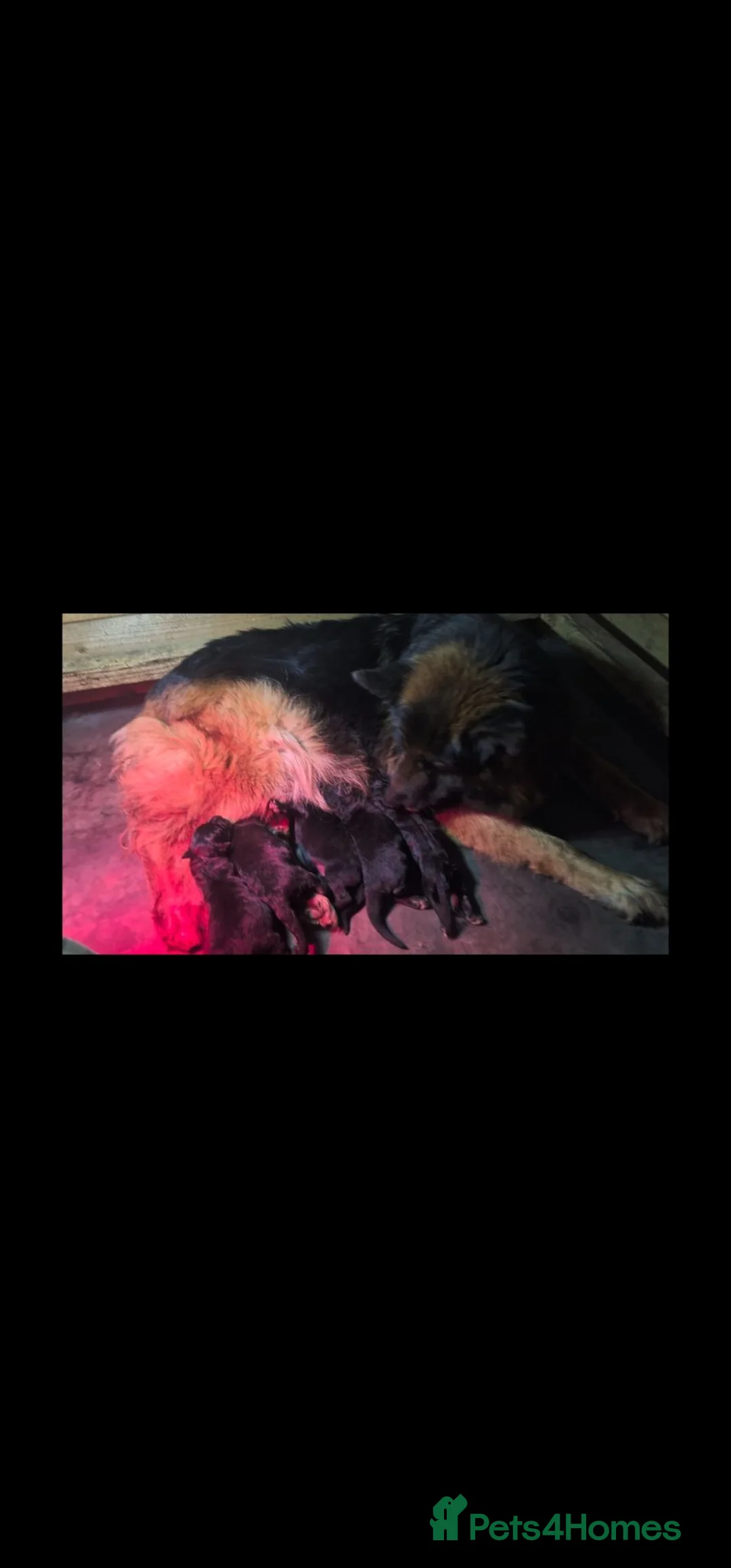 German Shepherd dogs for sale: German Shepherd pups - Advert 1