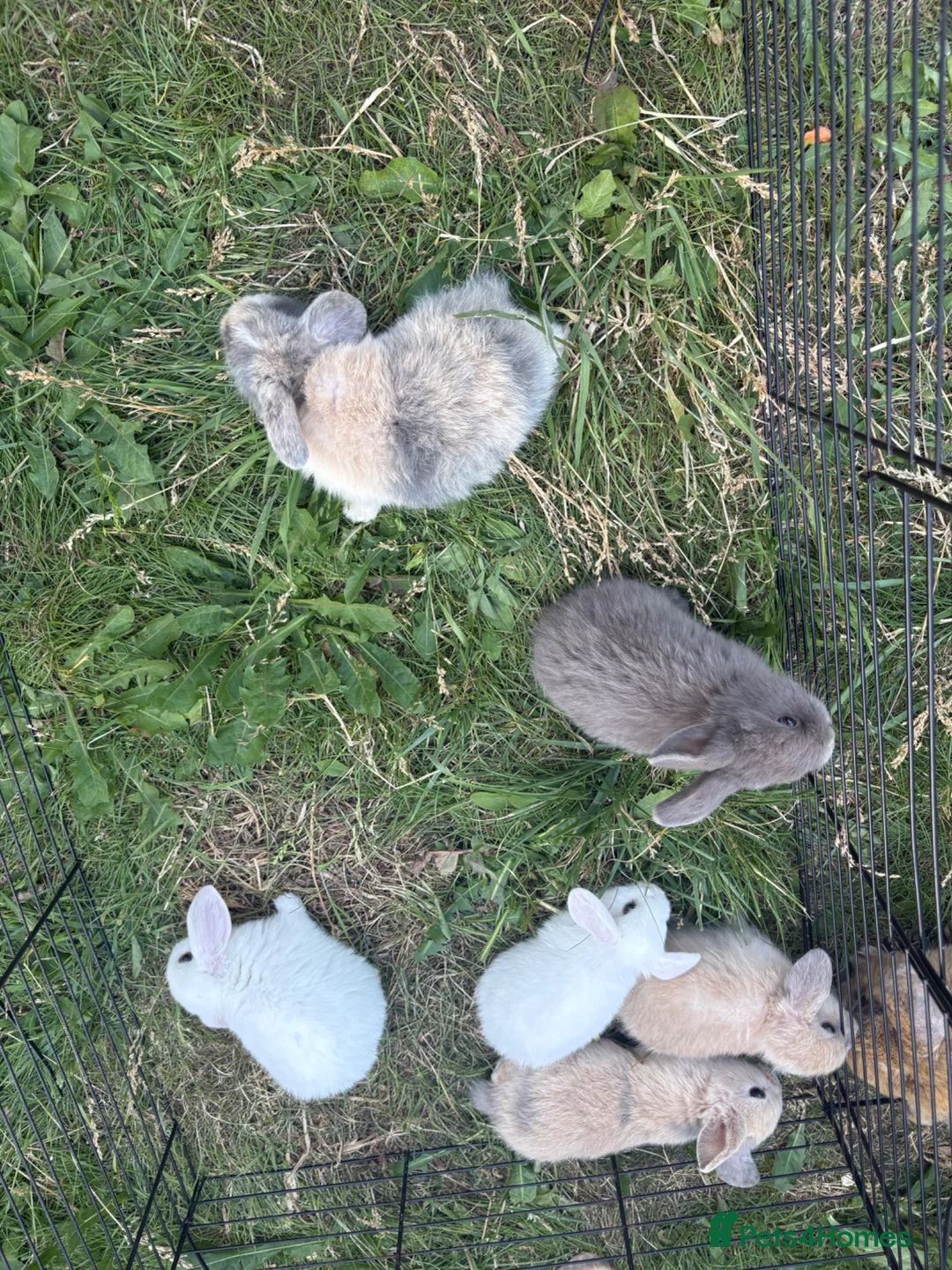 Mini Lop rabbits for sale: Baby mini lops in Walsall - Advert 2