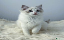 Ragdoll cats for sale: Playful Pedigree Ragdoll Kittens Available - Image 21