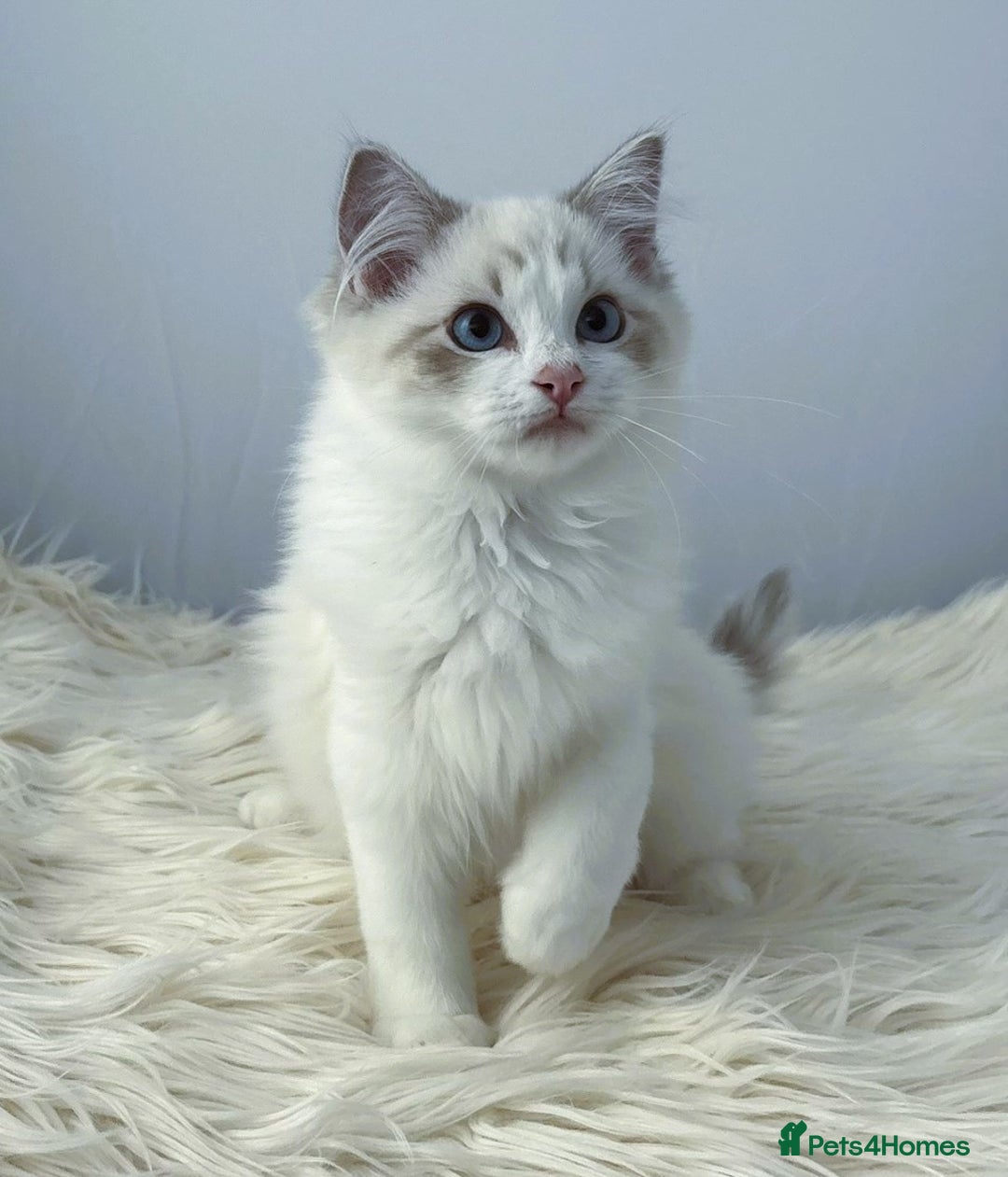 Ragdoll cats for sale: Playful Pedigree Ragdoll Kittens Available - Image 21