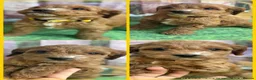 Cockapoo dogs for sale: Exceptional F1 Cockapoo puppies  - Advert 4