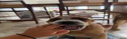 Australian Cattle Dog dogs for sale: 2 Male Australian Cattle Dogs  in Huddersfield - Advert 9