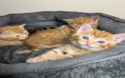 Mixed Breed cats for sale: 🐾 Adorable Litter of 5 Playful Kittens  - Image 2
