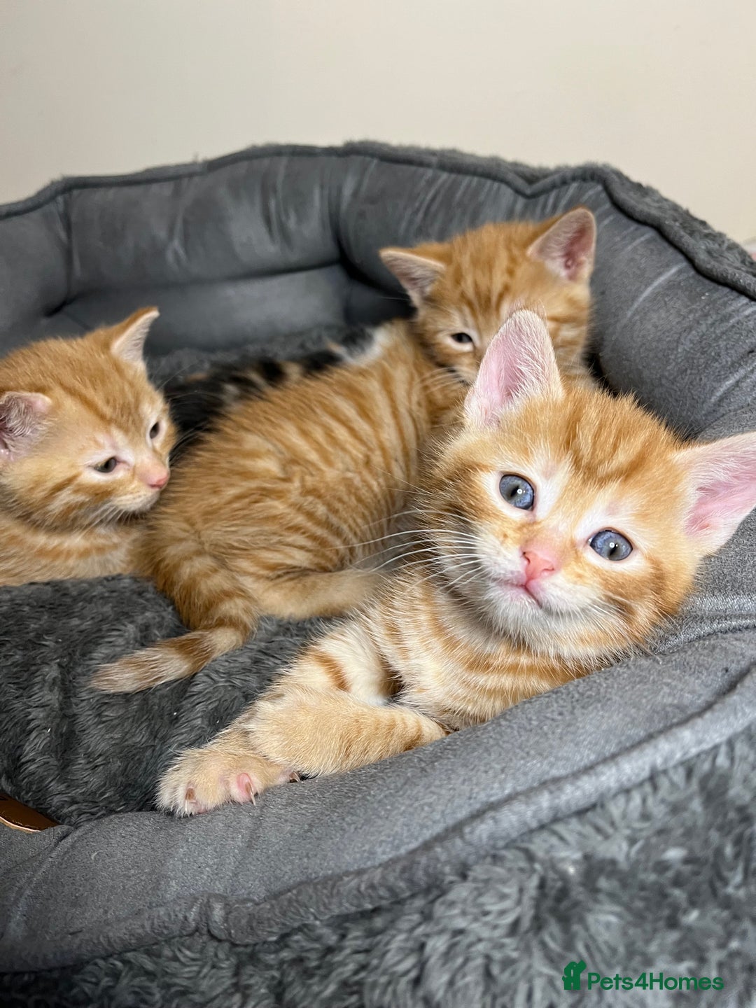 Mixed Breed cats for sale: 🐾 Adorable Litter of 5 Playful Kittens  - Image 2