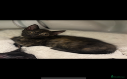 Mixed Breed cats for sale: Kittens ready for loving home  - Image 3