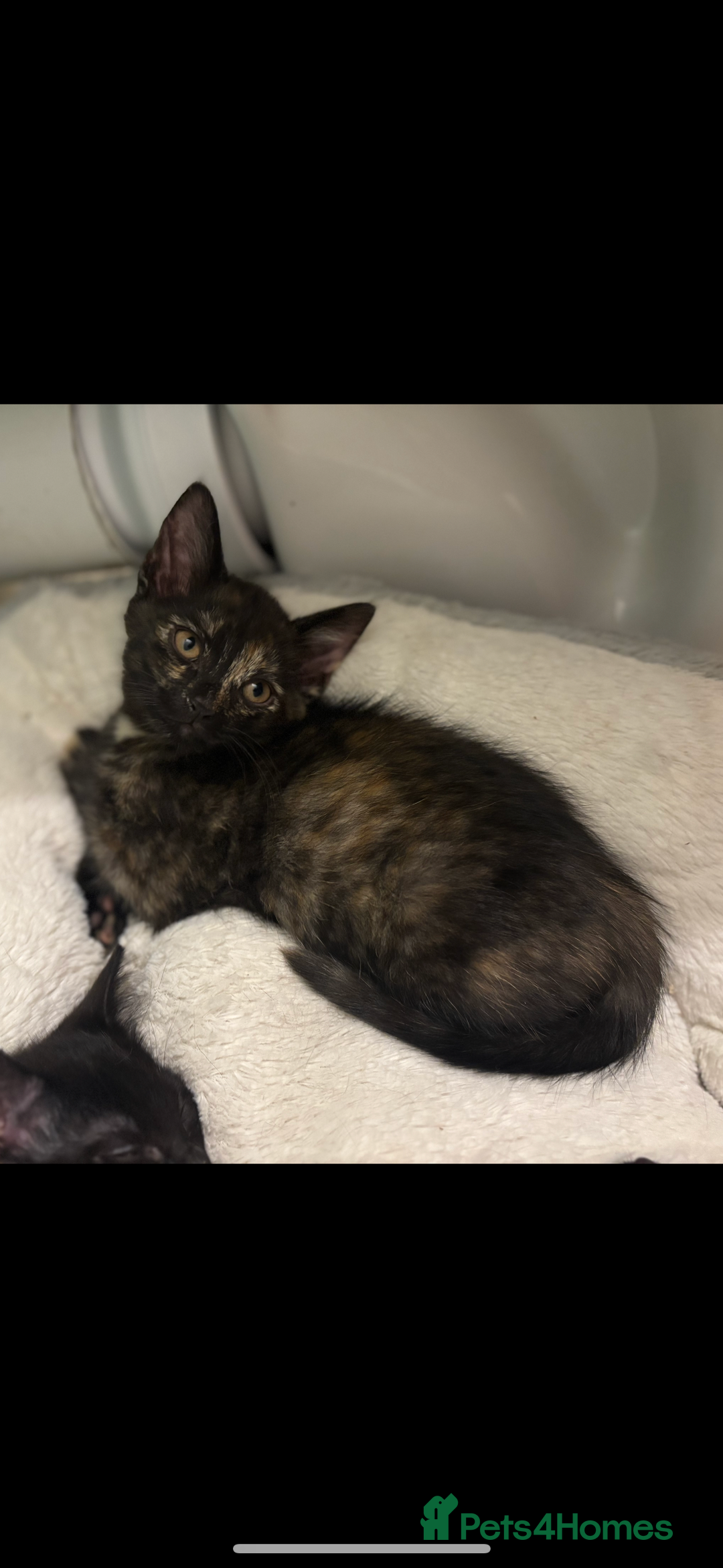 Mixed Breed cats for sale: Kittens ready for loving home  - Image 3