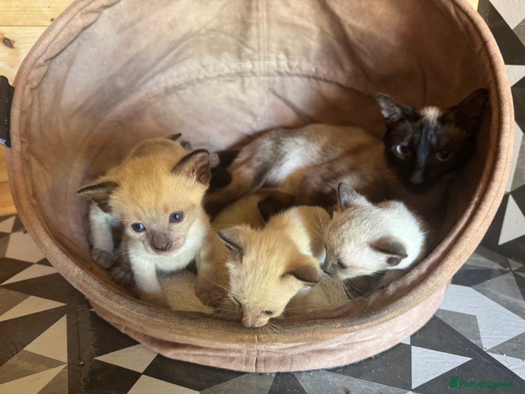 Siamese cats for sale: Seal point Siamese kittens - Advert 1