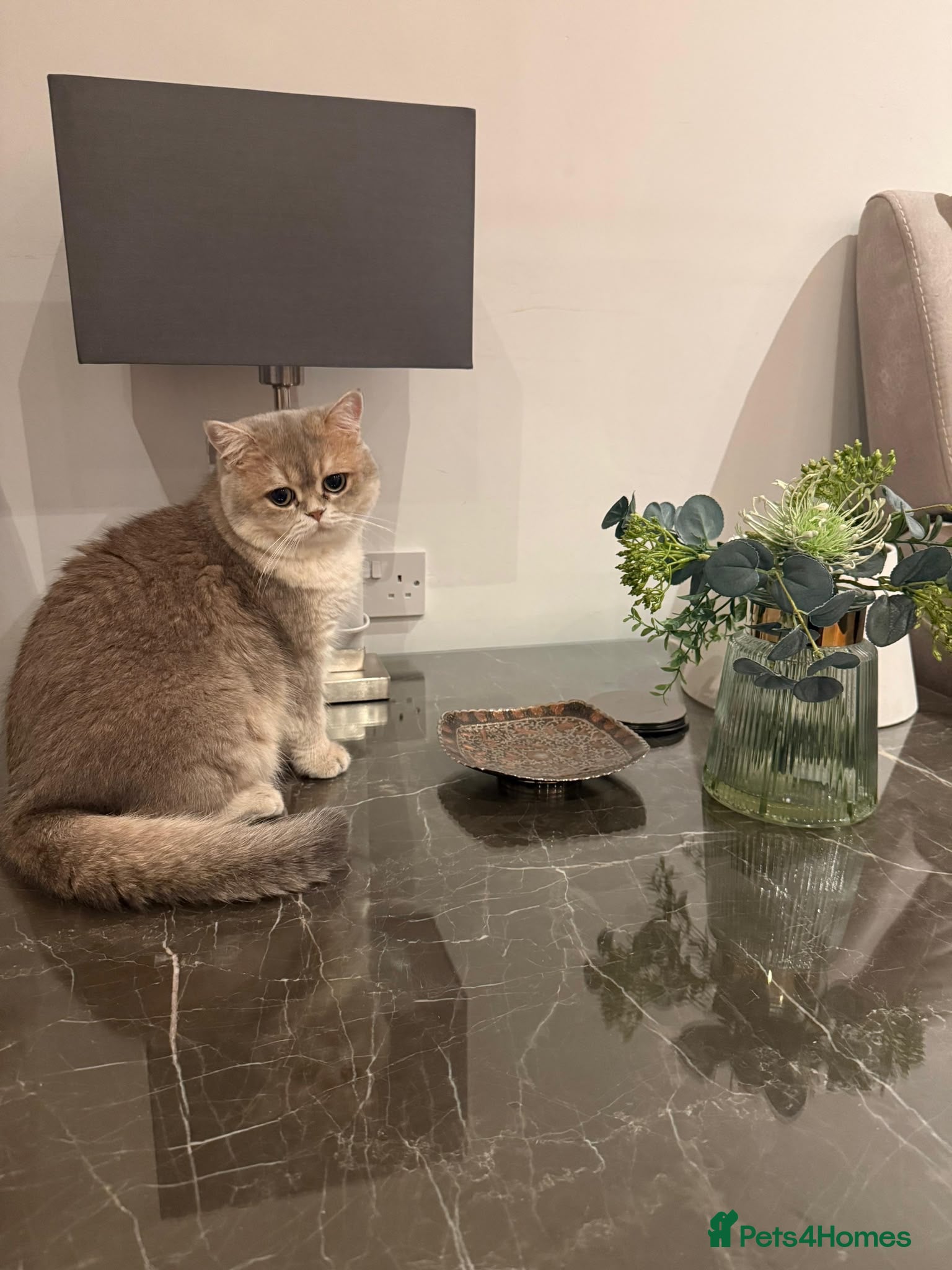 British Shorthair cats Rare Blue Golden British Shorthair Boy 💙 TICA Reg - Advert 2