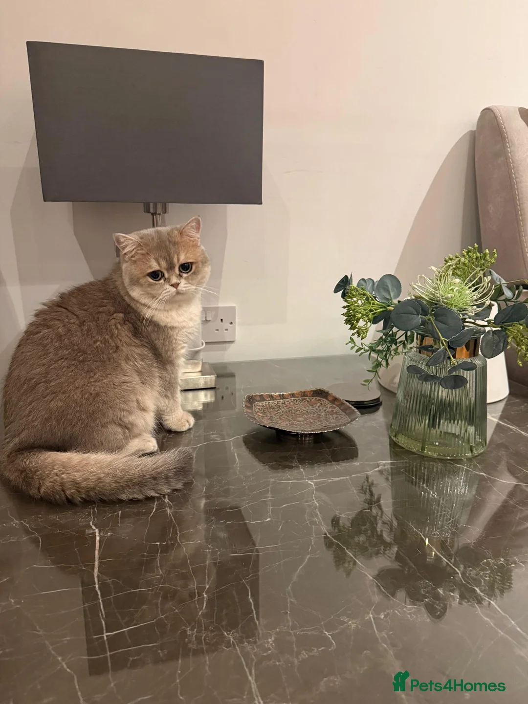 British Shorthair cats for sale: Rare Blue Golden British Shorthair Boy 💙 TICA Reg - Advert 2