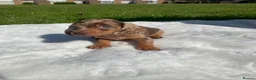 Dachshund dogs for sale: Dachshund puppies - Advert 5