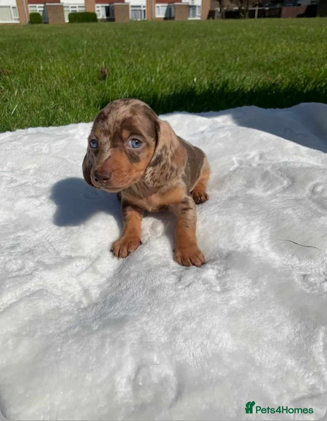 Dachshund dogs for sale: Dachshund puppies - Advert 5