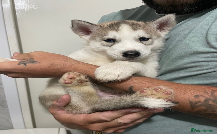 Siberian Husky dogs - Advert 2