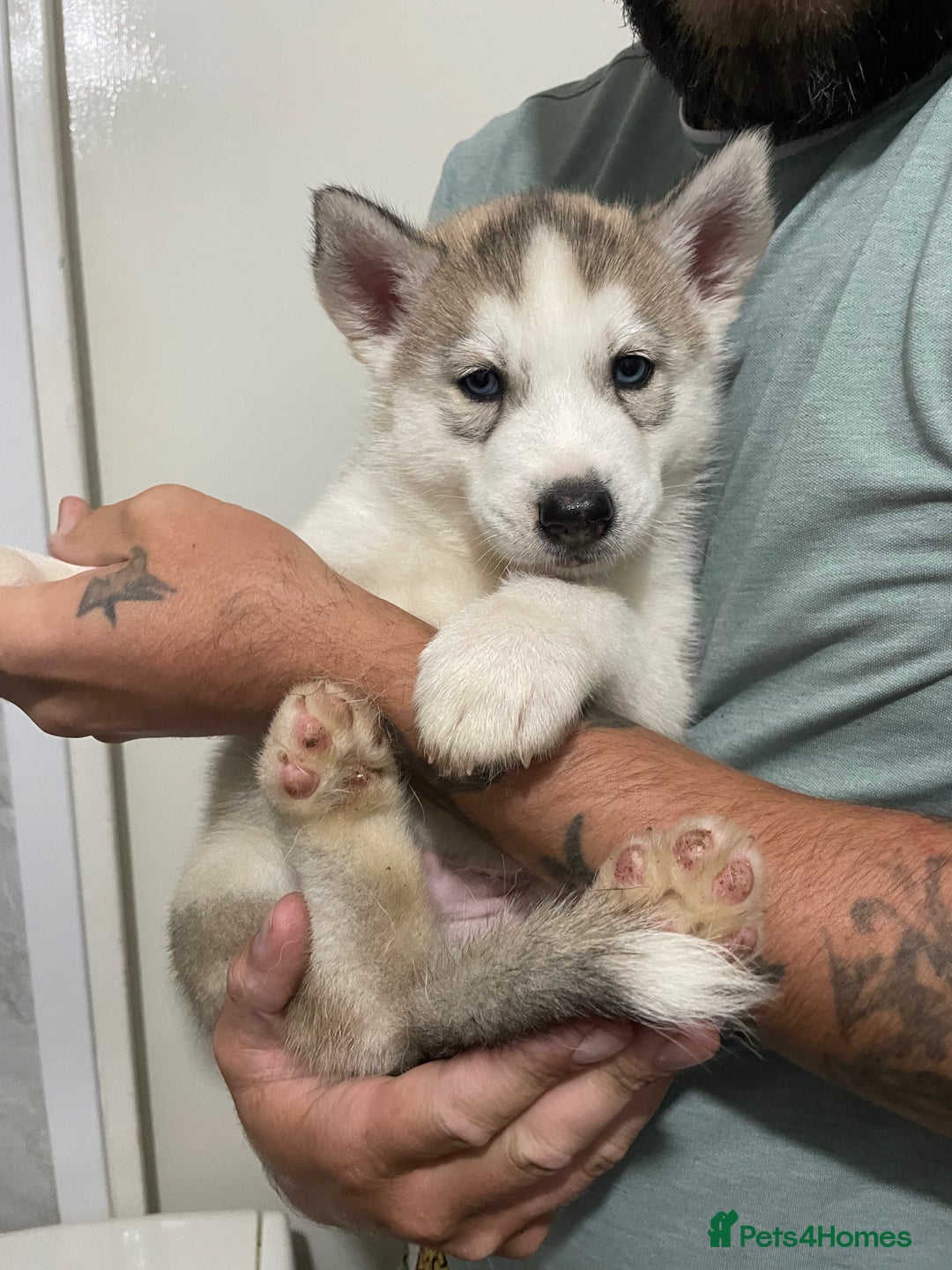 Siberian Husky dogs for sale: Siberian Husky puppies ❤️ - Image 1