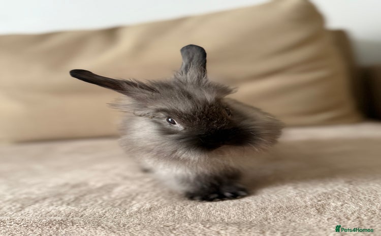 Lionhead rabbits - Advert 1