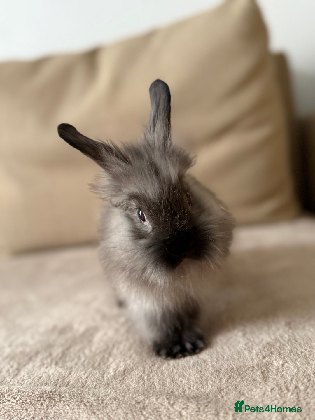 Lionhead rabbits for sale: Lionhead bunnies  - Image 1