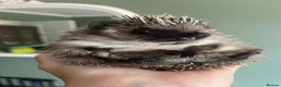 Pygmy Hedgehog rodents for sale: Pygmy hedgehog for sale. - Advert 2