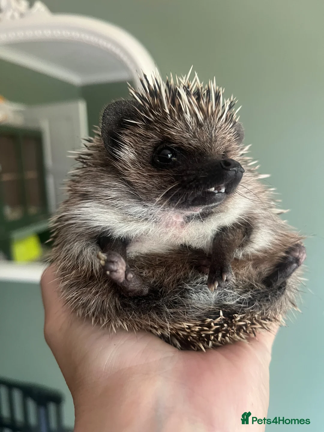 Pygmy Hedgehog rodents for sale: Pygmy hedgehog for sale. - Advert 2