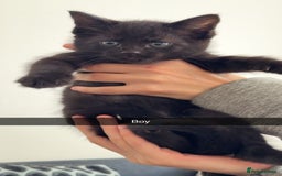 Mixed Breed cats for sale: 4 mixed breed kittens looking for forever homes.  - Image 4