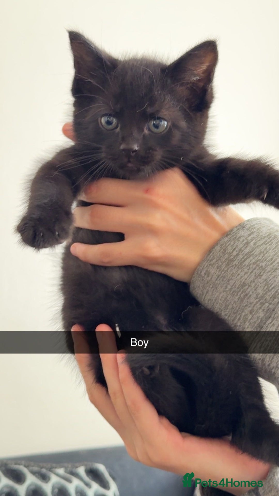 Mixed Breed cats for sale: 4 mixed breed kittens looking for forever homes.  - Image 4