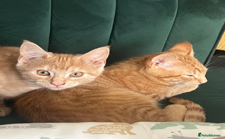 Domestic Shorthair cats - Advert 5