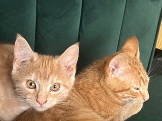 Domestic Shorthair cats - Advert 2