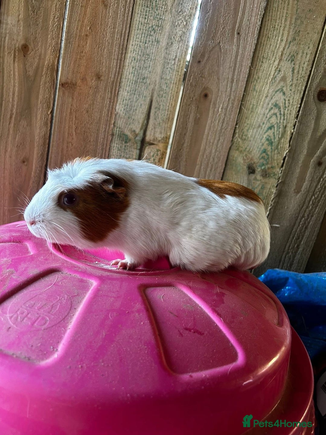 Guinea Pig rodents for sale: Guinea pigs / rescued guinea pigs - Advert 3