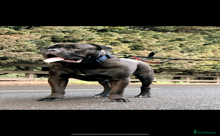 Bullmastiff dogs - Advert 1