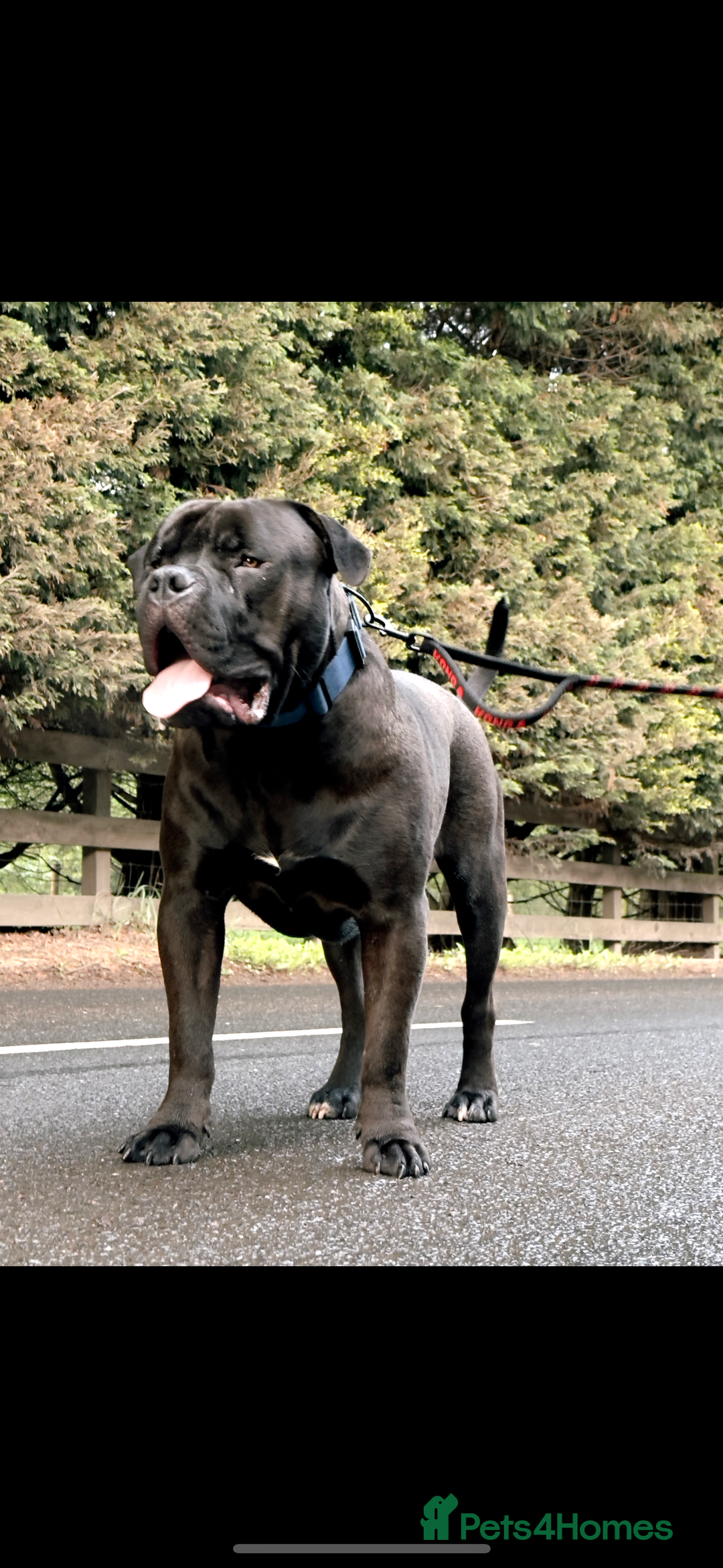 Bullmastiff dogs for stud: Bullmastif  - Image 1