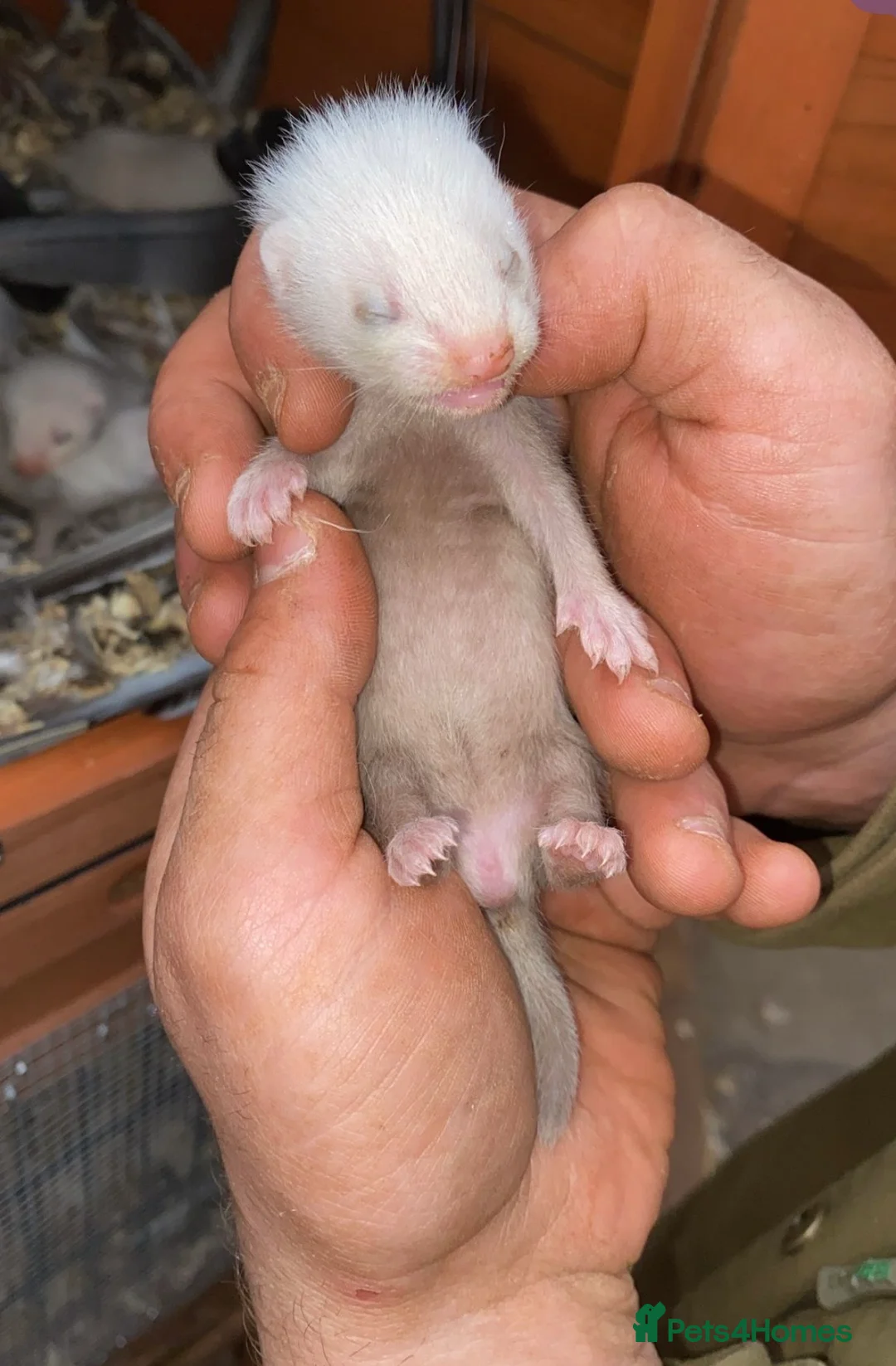 Ferret rodents for sale: Full micro ferrets  - Advert 2