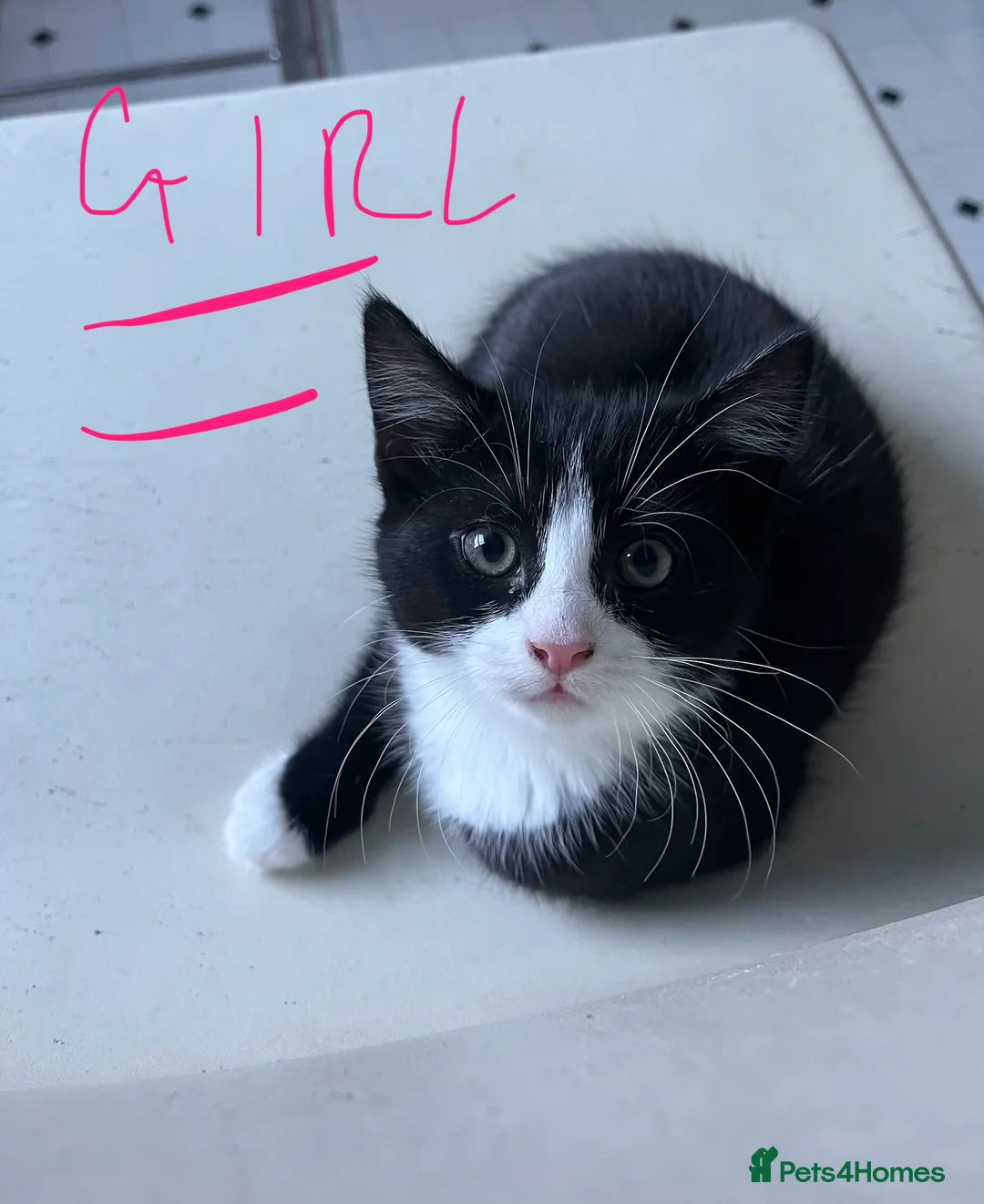 Mixed Breed cats for sale: 4 x Beautiful Playful Kittens Ready NOW - Advert 16