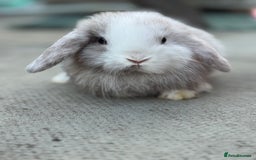 Mini Lop rabbits for sale: Baby mini lops  - Image 8