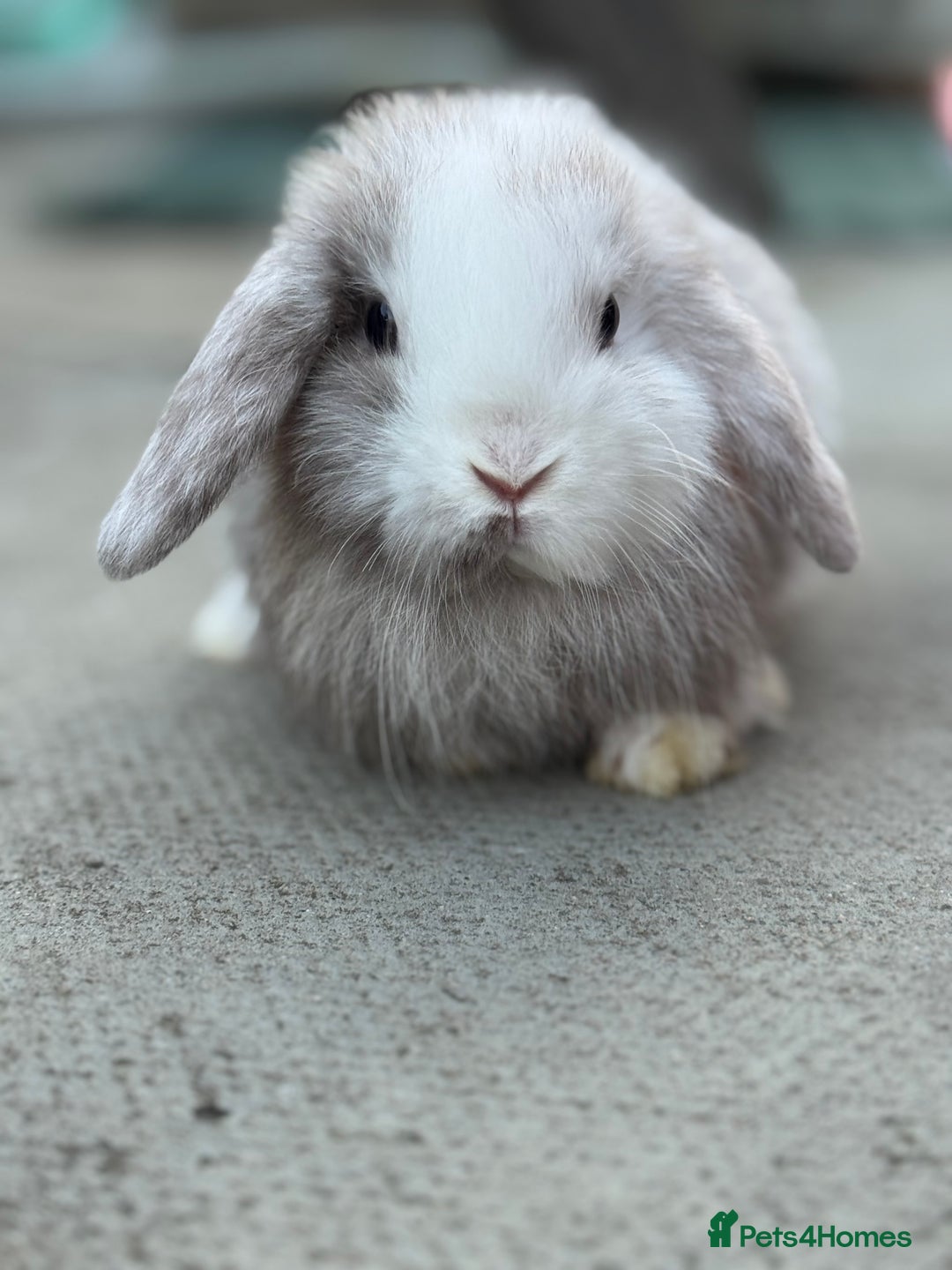 Mini Lop rabbits for sale: Baby mini lops  - Image 8