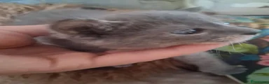 Russian Blue 2