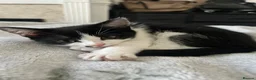 British Shorthair cats for sale: Black&white British shorthair cross girl kitten - Advert 13