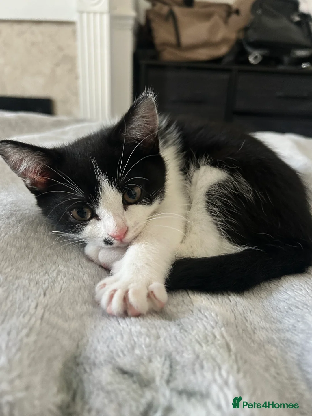 British Shorthair cats for sale: Black&white British shorthair cross girl kitten - Advert 13