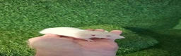 Rat rodents for sale: DWARF RATS - Advert 5