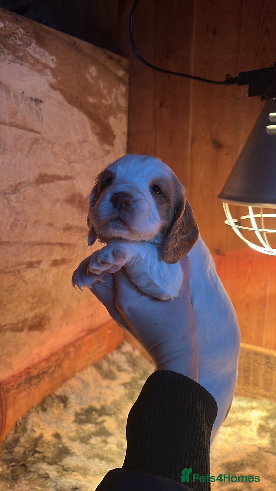 Sprocker dogs for sale: Beautiful working cocker spaniel pups FB1 - Advert 17