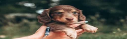Miniature Dachshund dogs for sale: EXCEPTIONAL PEDIGREE MINIATURE LONGHAIRED PUPPIES - Advert 11