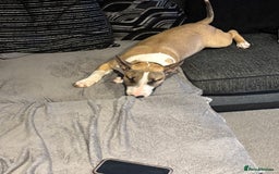 English Bull Terrier dogs for sale: English bull terrier  - Image 2