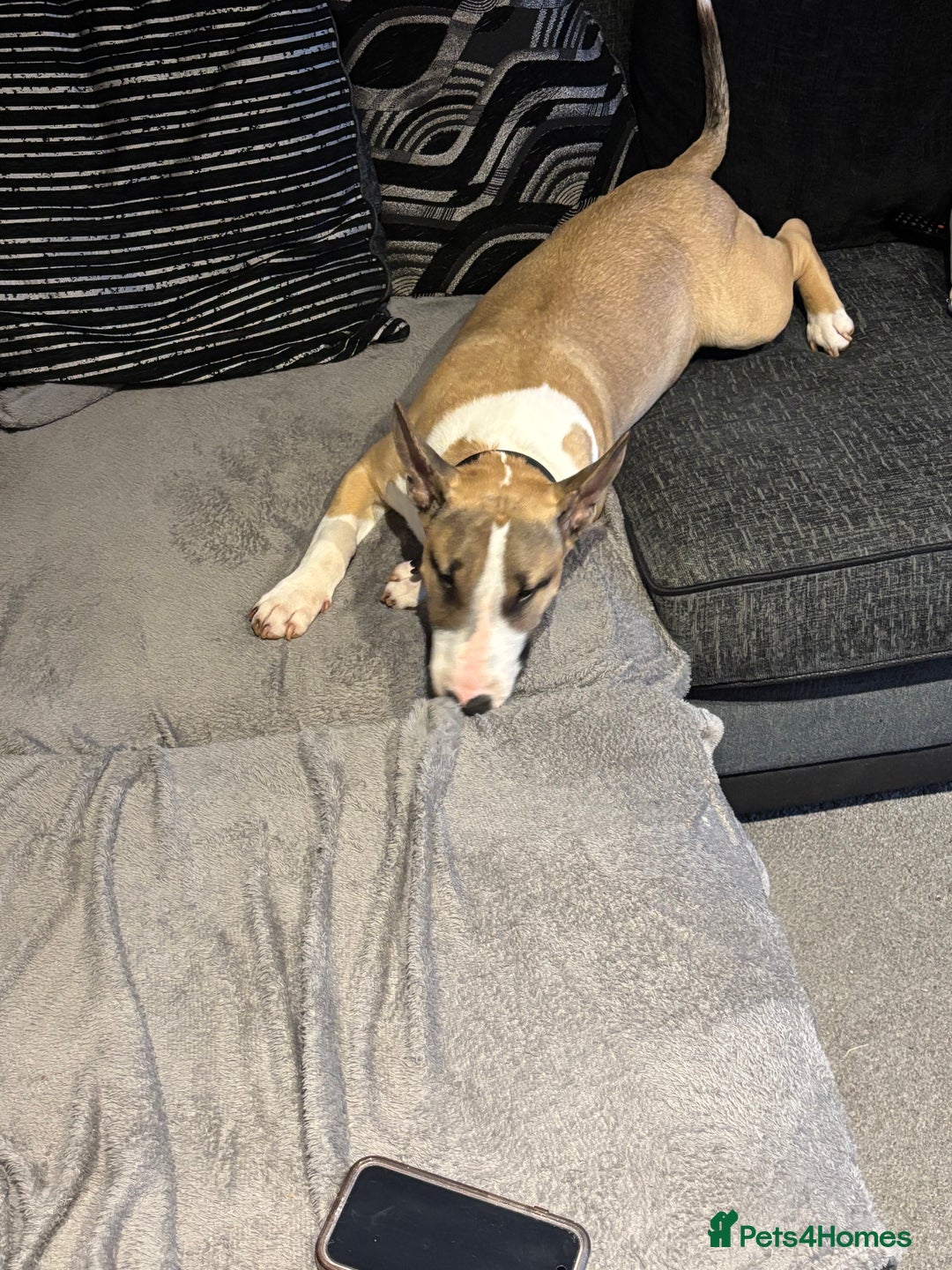 English Bull Terrier dogs for sale: English bull terrier  - Image 2