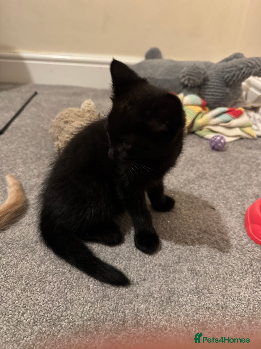 Mixed Breed cats for sale: Kittens for Sale - Advert 6