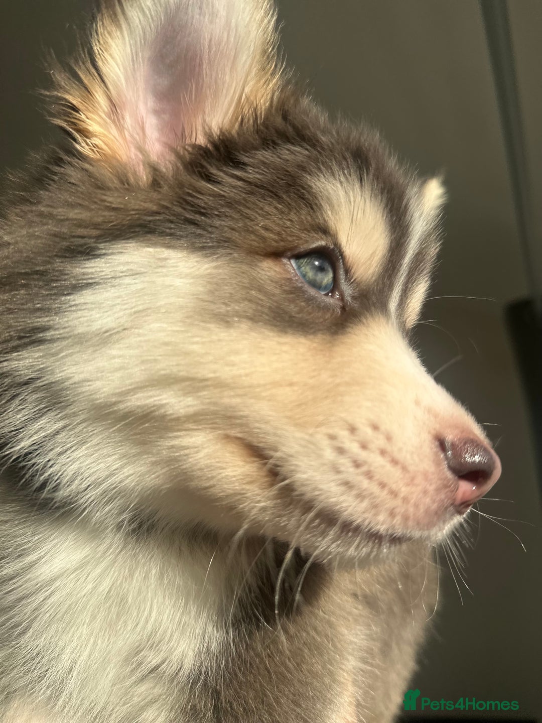 Pomsky dogs for sale: BLUE EYED Family-Raised Pomsky Pups  - Advert 34