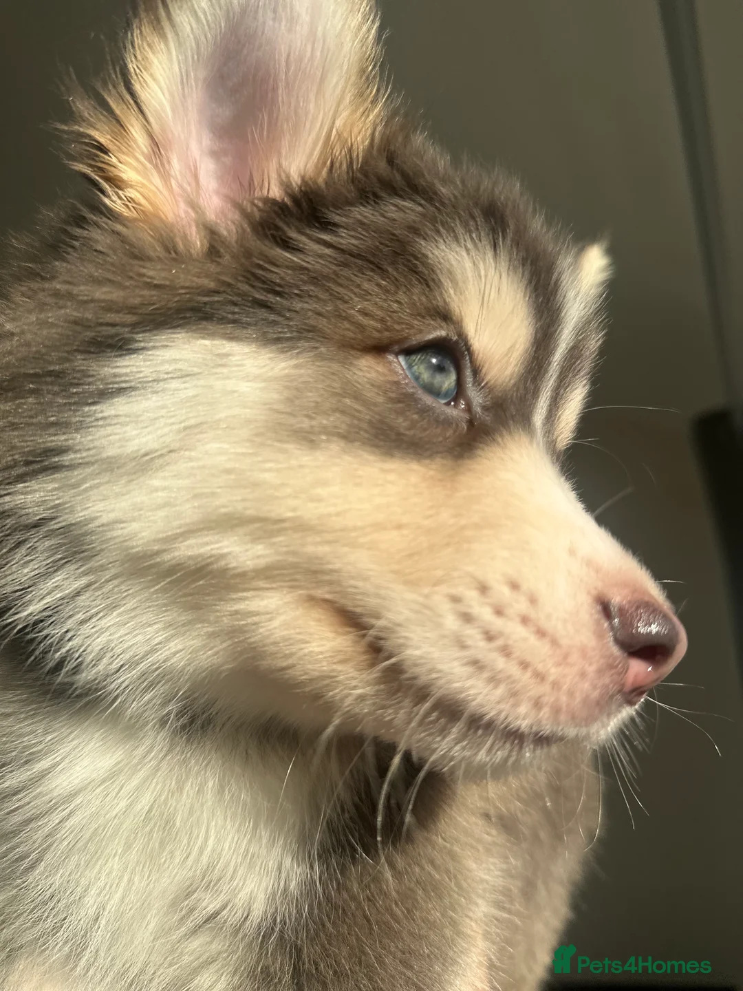 Pomsky dogs for sale: Skye and Sahara  - Advert 30