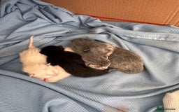 Ragdoll cats for sale: Kittens - Image 2