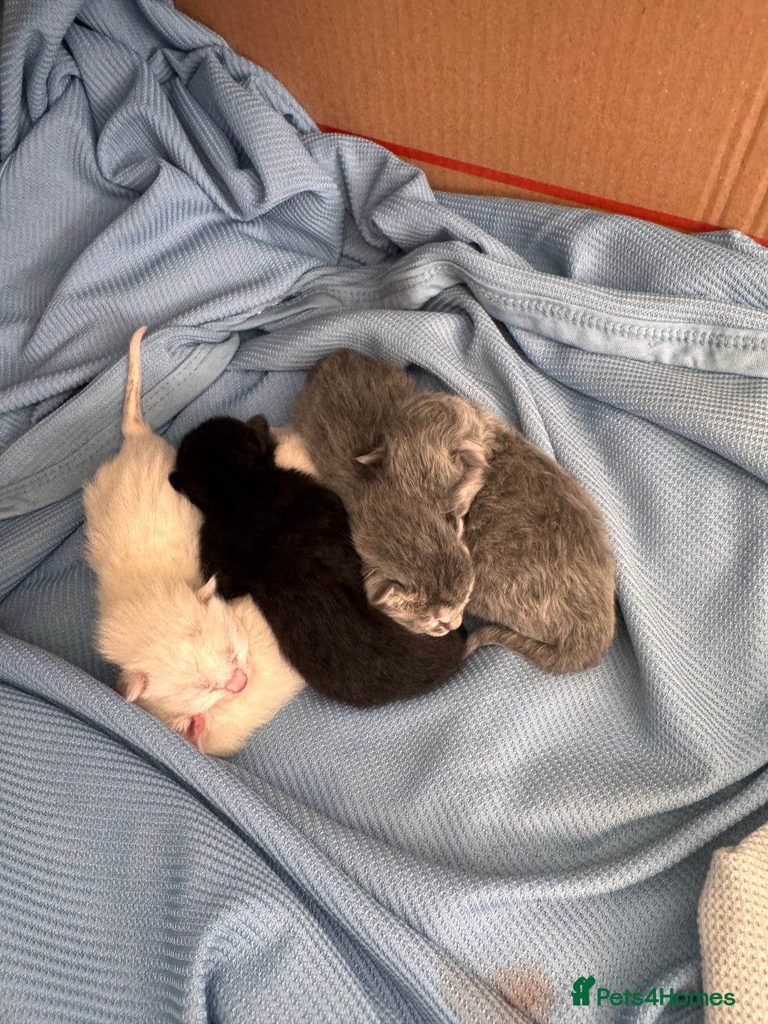 Ragdoll cats for sale: Kittens - Image 2