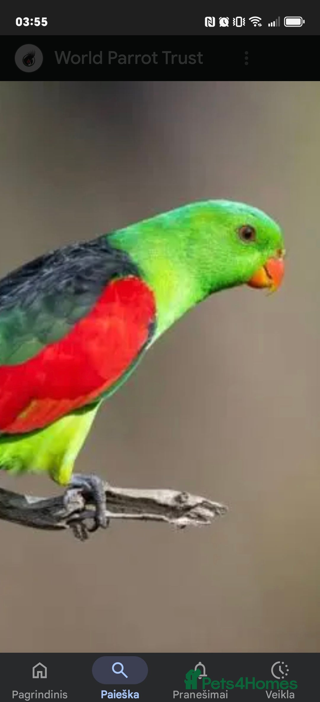 Cockatoo birds for sale: AUSTRALIAN RED WINGS PAROT - Image 2