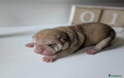 Shar Pei dogs for sale: Shar Pei Puppies - Ready 23rd December - Image 6