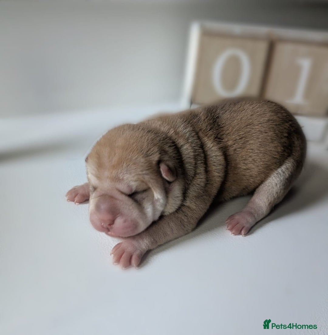 Shar Pei dogs for sale: Shar Pei Puppies - Ready 23rd December - Image 6