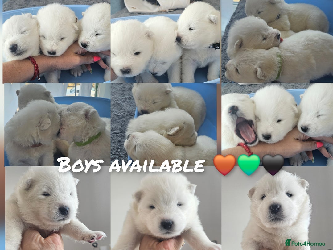Samoyed dogs for sale: 2wonderful, purebred boys. (For therapy dogs) - Image 9