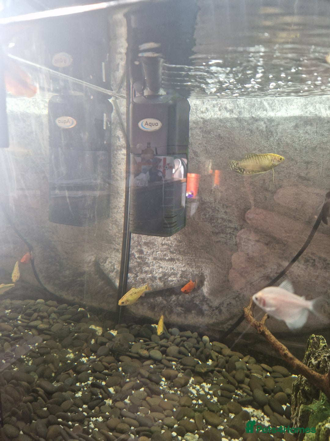 Barbs fish for sale: 110 litre full tropical set up  - Image 2
